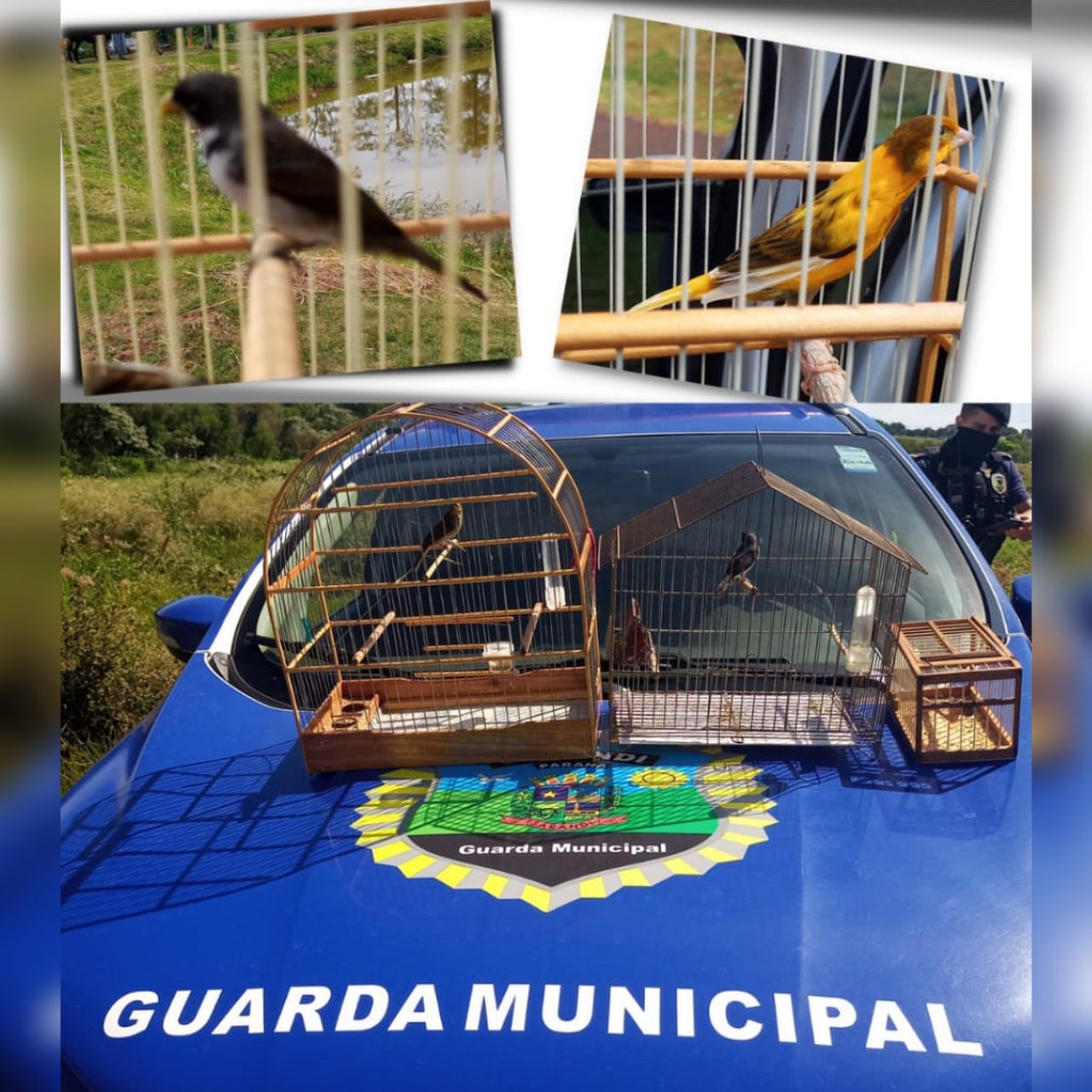 Guarda Municipal de Sarandi salva aves silvestres em cativeiro de Fundo de Vale 